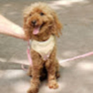 Meet your Posher, Clara